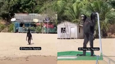 Photo of “Não é IA”: macaco-aranha surpreende turistas durante passeio na Flona do Tapajós