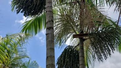 Photo of Pará consolida liderança agrícola com destaque em culturas como açaí, cacau e mandioca