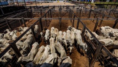 Photo of Pará realiza primeira exportação de carne bovina com rastreabilidade individual