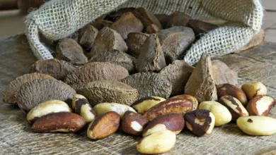 Photo of Castanha-do-pará é declarada patrimônio cultural imaterial do Pará