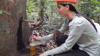 Photo of Óleo de copaíba é promessa contra o câncer, mas pesquisa ainda está no começo