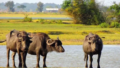 Photo of Fazenda do Marajó planeja criar “Universidade do Búfalo” para pesquisas sobre genética e sustentabilidade
