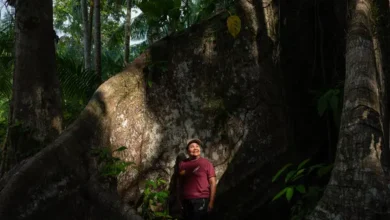 Photo of Chocolate paraense ganha destaque no The New York Times durante a COP30