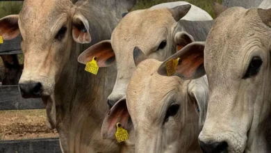 Photo of JBS lança no Pará carne bovina com rastreabilidade total