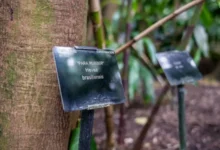 Photo of O ‘roubo’ transatlântico que mudou a história de Belém e da Amazônia