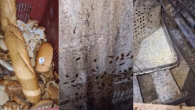 Photo of Panificadora é interditada em Belém após flagrante de infestação de baratas e alimentos vencidos