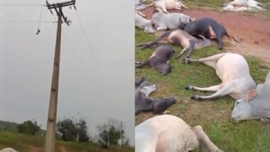 Photo of Raio mata dezenas de bovinos em propriedade rural de Trairão, no sudoeste do Pará