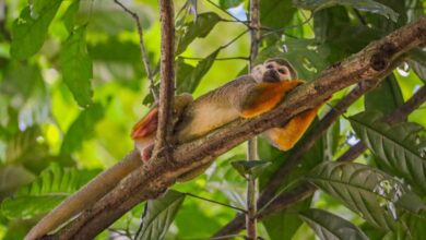 Photo of Museu Goeldi fecha temporariamente e reabre com entrada gratuita durante a COP30 em Belém