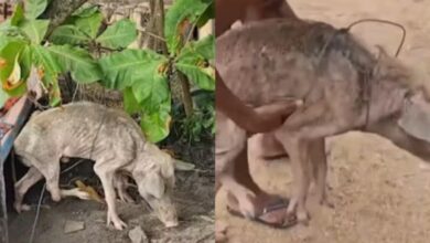 Photo of Polícia Civil resgata porco vítima de maus-tratos em Soure, no Marajó