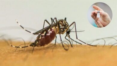 Photo of Brasil produz a 1ª vacina de dose única contra a dengue no mundo