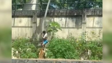 Photo of Homem morre após entrar em jaula de leoa em João Pessoa