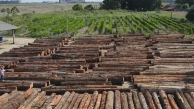 Photo of Pará lidera venda de madeira nativa na Amazônia Legal em 2024, aponta anuário