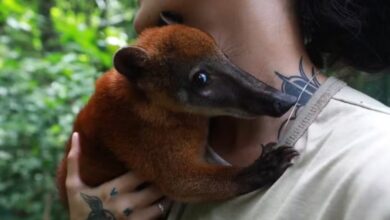 Photo of Quati ‘Nando’ faz número de visitantes aumentar no Bosque Rodrigues Alves