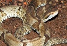 Photo of Jovem é internado após picada de jararaca no Parque do Utinga