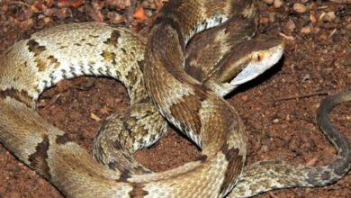 Photo of Jovem é internado após picada de jararaca no Parque do Utinga