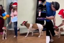 Photo of Cachorro agredido em Icoaraci recebe alta e segue em recuperação em abrigo de Belém