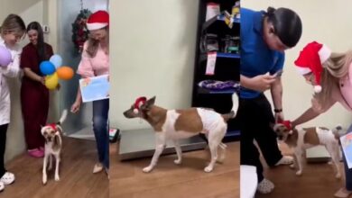 Photo of Cachorro agredido em Icoaraci recebe alta e segue em recuperação em abrigo de Belém