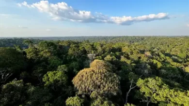 Photo of Setores do Pará avaliam como avanço a derrubada de vetos à nova Lei Geral do Licenciamento Ambiental
