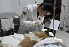 Photo of Cães vítimas de apedrejamento e baleamento passam por exames periciais no Pará