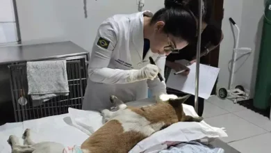 Photo of Cães vítimas de apedrejamento e baleamento passam por exames periciais no Pará