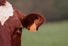 Photo of Pará adia para 2031 a obrigatoriedade da rastreabilidade bovina e critica falta de contrapartida do mercado internacional