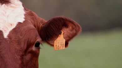 Photo of Pará adia para 2031 a obrigatoriedade da rastreabilidade bovina e critica falta de contrapartida do mercado internacional