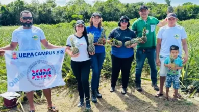 Photo of Estudantes do Marajó desenvolvem amaciante natural de carne a partir do abacaxi de Salvaterra