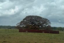 Photo of Árvore vira centro de polêmica em Soure, no Marajó, após ser cercada por tapumes