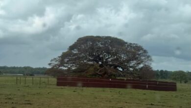Photo of Árvore vira centro de polêmica em Soure, no Marajó, após ser cercada por tapumes
