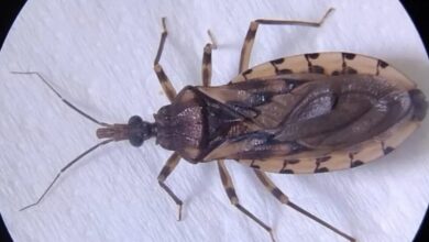 Photo of Prefeitura de Ananindeua interdita pontos de venda de açaí após suspeita de doença de Chagas