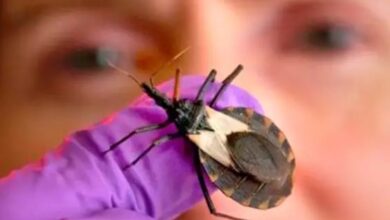 Photo of Morte por doença de Chagas em Ananindeua é investigada; prefeitura interdita pontos de venda de açaí