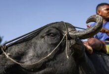 Photo of Búfalo Carabao é reconhecido como patrimônio cultural imaterial do Pará
