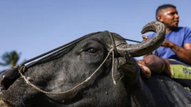 Photo of Búfalo Carabao é reconhecido como patrimônio cultural imaterial do Pará