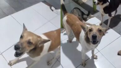 Photo of Cachorro ferido em caso de maus-tratos em Icoaraci se recupera e está disponível para adoção