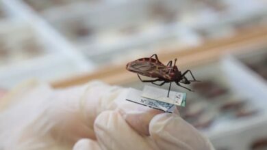 Photo of Ananindeua confirma três mortes por Doença de Chagas e registra 37 casos no município
