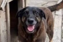 Photo of Justiça determina remoção de postagens sobre adolescentes no caso do cão Orelha