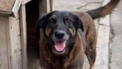 Photo of Justiça determina remoção de postagens sobre adolescentes no caso do cão Orelha