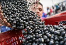 Photo of Brasil reconhece o açaí como fruta nacional para barrar patentes estrangeiras