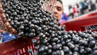 Photo of Brasil reconhece o açaí como fruta nacional para barrar patentes estrangeiras