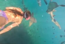 Photo of VÍDEO: veja o momento em que turista é mordida por tubarão em Noronha