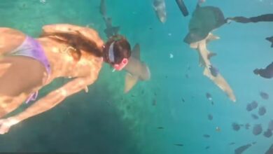 Photo of VÍDEO: veja o momento em que turista é mordida por tubarão em Noronha