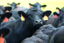 Photo of VBP do Pará cresce 14,7% em 2025 e alcança R$ 44,5 bilhões