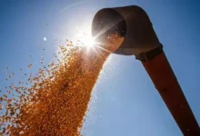 Photo of No Pará, Aprosoja defende saída da Moratória da Soja e afirma que controle ambiental já é garantido por lei