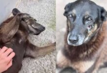 Photo of Porteiro diz que jovens são “folgados” e há indícios de que podem ter dado pauladas em cão Orelha