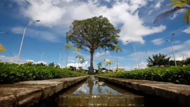 Photo of Parque Estadual do Utinga vai ganhar “Escola da Floresta” com foco em educação ambiental