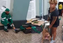 Photo of Gari é atacado por pitbull no Ver-o-Peso, em Belém