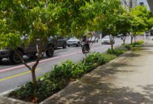 Photo of Belém implanta jardins de chuva para reduzir alagamentos em áreas críticas