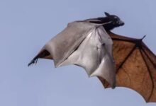 Photo of Raposa-voadora: o morcego ligado ao vírus Nipah
