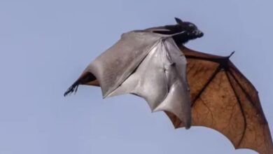 Photo of Raposa-voadora: o morcego ligado ao vírus Nipah