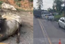 Photo of Carreta com bois tomba na PA-256, em Paragominas